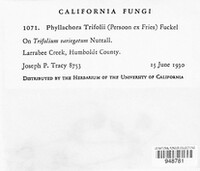Polythrincium trifolii image